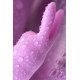 Сиреневый вибратор-кролик Hello Rabbit - 24,5 см.